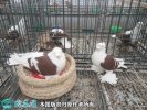 2021年4月12日观赏鸽价格行情、...