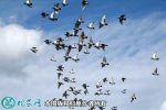 2021年4月12日赛鸽价格行情、今...