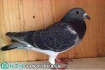 2021年4月12日淘汰鸽价格行情、...