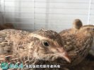2021年4月12日淘汰鹌鹑价格行情...