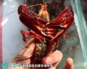 2021年4月13日红壳小龙虾价格行...