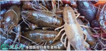 2021年4月13日青壳小龙虾价格行...