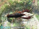 2021年4月13日克氏原螯虾价格行...