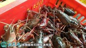 2021年4月13日洪湖小龙虾价格行...