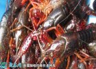 2021年4月13日青红虾价格行情、...