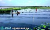 2021年4月13日监利小龙虾价格行...