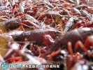 2021年4月13日安徽小龙虾价格行...