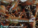 2021年4月13日洞庭湖小龙虾价格...