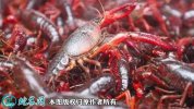2021年4月13日兴化小龙虾价格行...
