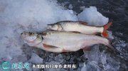 2021年4月13日白鱼价格行情、今...