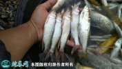 2021年4月13日白条鱼价格行情、...