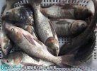 2021年4月13日花鲢价格行情、今...