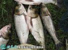 2021年4月13日白鲢价格行情、今...