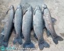 2021年4月13日乌青鱼价格行情、...