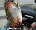 2021年4月13日大口鲶鱼价格行情...