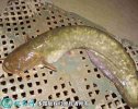 2021年4月13日胡子鲶鱼价格行情...