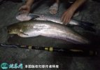 2021年4月13日土鲶鱼价格行情、...