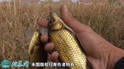 2021年4月14日黄金鲫价格行情、...