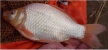2021年4月14日白鲫价格行情、今...