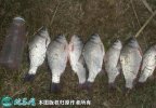 2021年4月14日高背鲫价格行情、...