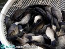2021年4月14日中科三号鲫鱼价格...