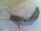 2021年4月14日塘虱鱼价格行情、...