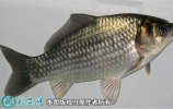 2021年4月14日彭泽鲫鱼价格行情...