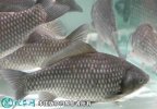 2021年4月14日异育银鲫价格行情...