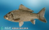 2021年4月14日杂交鲫鱼价格行情...