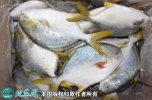2021年4月14日金鲳鱼价格行情、...