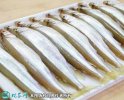 2021年4月15日公鱼价格行情、今...