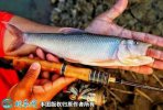 2021年4月15日马口鱼价格行情、...