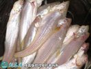 2021年4月15日凤尾鱼价格行情、...
