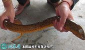 2021年4月15日商品黄鳝价格行情...