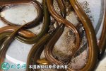 2021年4月15日华丰9号黄鳝价格...