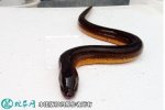 2021年4月15日正大9号黄鳝价格...