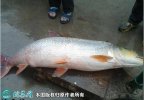 2021年4月15日棍子鱼价格行情、...