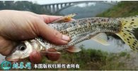 2021年4月15日花骨鱼价格行情、...