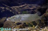 2021年4月15日狗鱼价格行情、今...