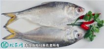 2021年4月15日鲥鱼价格行情、今...