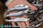 2021年4月16日餐鲦鱼价格行情、...