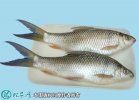 2021年4月16日鲮鱼价格行情、今...
