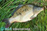 2021年4月16日河鲤鱼价格行情、...