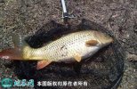 2021年4月16日池鲤鱼价格行情、...