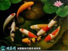 2021年4月16日锦鲤价格行情、今...