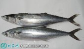 2021年4月16日燕鲅鱼价格行情、...
