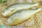 2021年4月16日黄花鱼价格行情、...