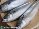 2021年4月16日鲐鲅鱼价格行情、...