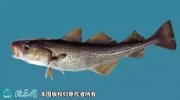 2021年4月16日银鳕鱼价格行情、...