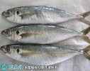 2021年4月16日巴浪鱼价格行情、...